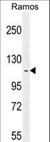 HIP1R Antibody - HIP1R Antibody western blot of Ramos cell line lysates (35 ug/lane). The HIP1R antibody detected the HIP1R protein (arrow).