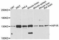 HIP1R Antibody - Western blot analysis of extracts of various cell lines, using HIP1R antibody at 1:3000 dilution. The secondary antibody used was an HRP Goat Anti-Rabbit IgG (H+L) at 1:10000 dilution. Lysates were loaded 25ug per lane and 3% nonfat dry milk in TBST was used for blocking. An ECL Kit was used for detection and the exposure time was 60s.