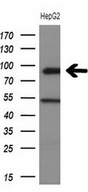 HIPK1 Antibody - Western blot analysis of extracts. (10ug) from 1 cell line by using anti-HIPK1 monoclonal antibody at 1:200 dilution.