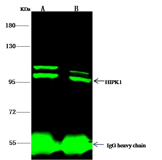 HIPK1 Antibody - HIPK1 was immunoprecipitated using: Lane A: 0.5 mg NIH3T3 Whole Cell Lysate. Lane B: 0.5 mg A549 Whole Cell Lysate. 1 uL anti-HIPK1 rabbit polyclonal antibody and 15 ul of 50% Protein G agarose. Primary antibody: Anti-HIPK1 rabbit polyclonal antibody, at 1:500 dilution. Secondary antibody: Dylight 800-labeled antibody to rabbit IgG (H+L), at 1:5000 dilution. Developed using the odssey technique. Performed under reducing conditions. Predicted band size: 133 kDa. Observed band size: 105 kDa.