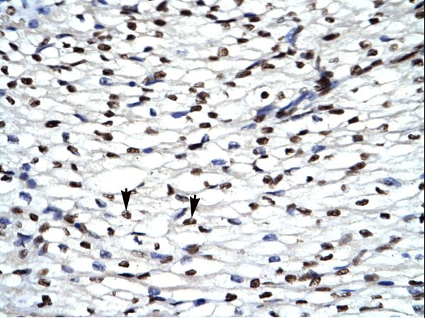 HIPK2 Antibody - Human Heart.  This image was taken for the unconjugated form of this product. Other forms have not been tested.