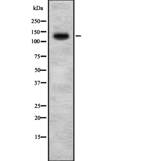HIPK2 Antibody - Western blot analysis of HIPK2 using 293 whole lysates.