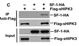HIPK3 / FIST Antibody - Detection of interaction between HIPK3 and SF-1 by coimmunoprecipitation. After expression of SF-1-HA and Flag-sHIPK3 (aa 159 to 1191) in H1299 cells, the HIPK3 protein complex was immunoprecipitated with anti-Flag antibody or by direct loading to the gel (input). Western blotting was then performed to detect SF-1-HA and Flag-sHIPK3.