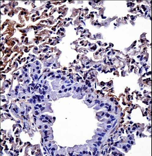 HIPK4 Antibody - Mouse Hipk4 Antibody immunohistochemistry of formalin-fixed and paraffin-embedded mouse lung tissue followed by peroxidase-conjugated secondary antibody and DAB staining.