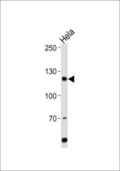 HIRA Antibody - HIRA Antibody western blot of HeLa cell line lysates (35 ug/lane). The HIRA antibody detected the HIRA protein (arrow).