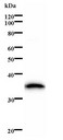 HIRA Antibody - Western blot of immunized recombinant protein using TUPLE1 antibody.