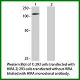 HIRA Antibody