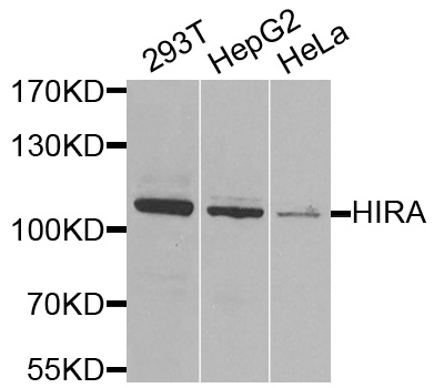 HIRA Antibody - Western blot analysis of extracts of various cells.