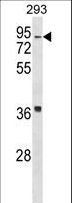 HIRIP3 Antibody - HIRIP3 Antibody western blot of 293 cell line lysates (35 ug/lane). The HIRIP3 antibody detected the HIRIP3 protein (arrow).