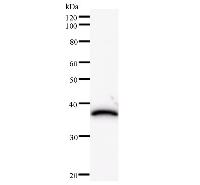 HIRIP3 Antibody - Western blot analysis of immunized recombinant protein, using anti-HIRIP3 monoclonal antibody.