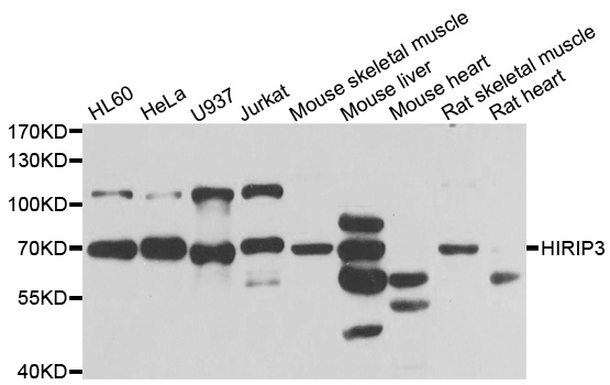HIRIP3 Antibody - Western blot analysis of extracts of various cell lines.