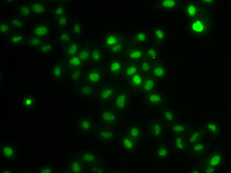 HIRIP3 Antibody - Immunofluorescence analysis of U20S cells.