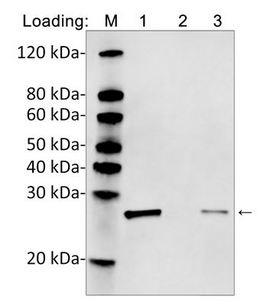 His Tag Antibody - Western blot analysis of immunoprecipitation from cell lysates containing His fusion protein by using MonoRabTM Anti-His Tag (C-term) Antibody (25B6E11), mAb, Rabbit Loading: Lane 1: MonoRab TM Anti-His antibody (4 µg) + His tagged fusion protein Lane 2: Rabbit IgG (4 µg) + His tagged fusion protein Lane 3: His tagged fusion protein (Input) Primary Antibody: THETM His tag antibody, mAb, Mouse 0.2 µg/ml Secondary Antibody: Goat anti-rabbit IgG [IRDye 800 ] (Licor,926-32211) 0.125 µg/ml