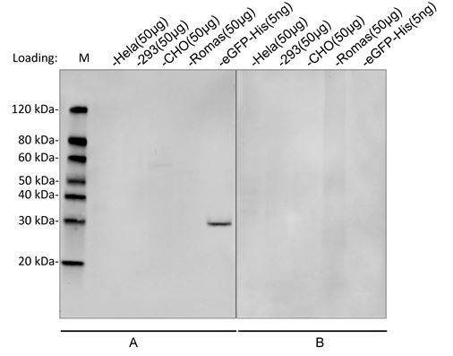 His Tag Antibody - Western blot analysis of cross-reactivity of MonoRabTM Anti-His Tag (C-term) Antibody (25B6E11), mAb, Rabbit Primary Antibody: A: MonoRab TM Anti-His Tag Antibody 1µg/ml B: Rabbit IgG (Negative control) 1µg/ml Secondary Antibody: Goat anti-Rabbit IgG (H&L) [IRDye 800 ] (Licor,926-32211)00.125µg/ml