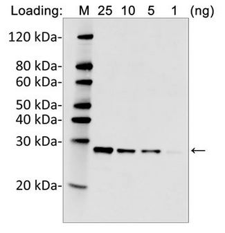His Tag Antibody - Sensitivity and specificity of MonoRab TM Anti-His Tag (C-term) Antibody (25B6E11), mAb, Rabbit to 6xHis-tag Fusion Protein by Western blot. Loading: His tagged fusion protein Primary Antibody: MonoRabTM Anti-His Tag Antibody 0.2 µg/ml Secondary Antibody: Goat anti-rabbit IgG (H&L) [IRDye 800 ] (Licor,926-32211) 0.125 µg/ml