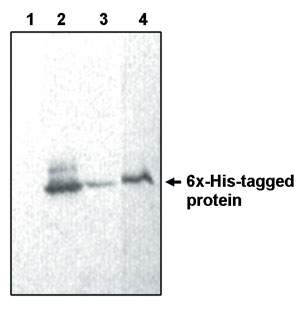 His Tag Antibody - Western blot of His tagged protein (vector pET 30C) using an anti-6x His antibody. (1) Whole cellular extract of BL21 (DE3) pJT4pTT9 bacteria carrying gene encoding for His-Rel E protein (uninduced), (2) Induced, (3) Induced (1/2 dilution), (4) Purified His-Rel E protein (~17 kDa).