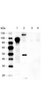 His Tag Antibody - Western blot of Mouse anti-6xHIS Tag Antibody. Lane 1: 100ng Purified histidine-tagged recombinant protein. Lane 2: 200ng E. coli cell lysate containing histidine-tagged expression construct. Lane 3: 100ng Purified GST-tagged recombinant protein. Lane 4: 100ng Purified FLAG-tagged recombinant protein. Primary antibody: Mouse anti-6xHIS Tag antibody at 1:5000 overnight at 4C. Secondary antibody: Peroxidase mouse secondary antibody at 1:20000 for 30 min at RT. Block: 5% BLOTTO for 1 hr at RT. This image was taken for the unconjugated form of this product. Other forms have not been tested.