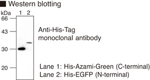 His Tag Antibody