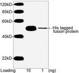 His Tag Antibody - Western blot of His tagged fusion protein using THETM His Tag Antibody [Biotin], mAb, mouse (THETM His Tag Antibody [Biotin], mAb, Mouse, 1 ug/ml) The signal was developed with Streptavidin-HRP and and LumiSensor HRP Substrate Kit Predicted Size: 52 KD Observed Size: 52 KD This image was taken for the unconjugated form of this product. Other forms have not been tested.