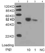 His Tag Antibody - Lane 1: Marker Lane 2: 10 ng Multiple Tag Cell Lysate fusion protein Lane 3: 1 ng Multiple Tag Cell Lysate fusion protein Lane 4: Negative control Detect antibody: 1 ug/ml THETM Anti-His [HRP] Monoclonal Antibody THETM His Tag Antibody [HRP], mAb, Mouse This image was taken for the unconjugated form of this product. Other forms have not been tested.