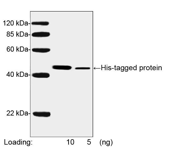 His Tag Antibody - Western blot analysis of His-tagged protein using THE TM His Tag Antibody [HRP], mAb, Mouse The signal was developed with LumiSensor TM HRP Substrate Kit