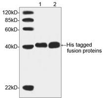 His Tag Antibody - Western blot of His-tagged fusion proteins using THETM His Antibody, mAb, Mouse (THETM His Tag Antibody, mAb, Mouse, 1 ug/ml) Lane 1: N-terminal His-tagged fusion protein Lane 2: C-terminal His-tagged fusion protein The signal was developed with Goat Anti-Mouse IgG (H&L) [HRP] Polyclonal Antibody and LumiSensor HRP Substrate Kit.