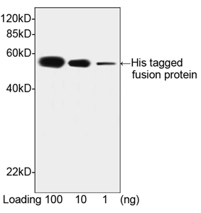 His Tag Antibody - Western blot of Multiple Tag Cell Lysate using THETM His Antibody, mAb, Mouse (THETM His Tag Antibody, mAb, Mouse, 1 ug/ml) The signal was developed with Goat Anti-Mouse IgG (H&L) [HRP] Polyclonal Antibody and LumiSensor HRP Substrate Kit. Predicted Size: 52 kD Observed Size: 52 kD