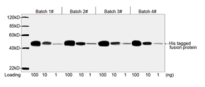 His Tag Antibody - Consistency analysis of Batch 1#, 2#, 3# and 4# of THETM His Antibody, mAb, Mouse (THETM His Tag Antibody, mAb, Mouse, 1 ug/ml) by Western blot, showing that signal remains consistent from Lot to Lot. The assay was performed with His-tagged fusion protein. The signal was developed with IRDye 800 Conjugated Goat Anti-Mouse IgG.