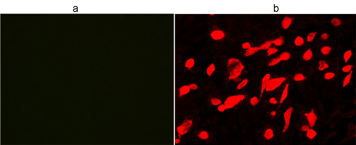 His Tag Antibody - Immunocytochemistry/Immunofluorescence analysis of non-transfected CHO cells (a) and His-tagged protein transfected CHO cells (b) using THE TM His Tag Antibody [iFluor 555], mAb, Mouse.
