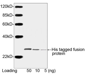 His Tag Antibody - Western blot of His-tagged fusion protein using His-tag Antibody, pAb, Rabbit (His-tag Antibody, pAb, Rabbit, 1 ug/ml) The signal was developed with IRDye 800 Conjugated Goat Anti-Rabbit IgG. Predicted Size: 30KD Observed Size: 30KD 