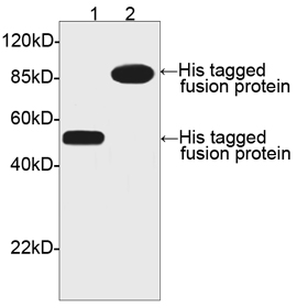 His Tag Antibody - Western blot of His-tagged fusion proteins using His-tag Antibody, pAb, Rabbit (His-tag Antibody, pAb, Rabbit, 1 ug/ml) The signal was developed with One-Step Western Basic Kit. Predicted Size: Lane 1: His-tag fusion protein 52 kD Lane 2: C-term His-tag fusion protein 91 kD Observed Size: Lane 1: His-tag fusion protein 52 kD Lane 2: C-term His-tag fusion protein 91 kD