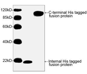 His Tag Antibody - Western blot of His-tagged fusion proteins using His-tag Antibody, pAb, Rabbit (His-tag Antibody, pAb, Rabbit, 1 ug/ml) The signal was developed with Goat Anti-Rabbit IgG (H&L) [HRP] Polyclonal Antibody and LumiSensor HRP Substrate Kit Predicted Size: Internal His-tagged fusion protein 20 kD C-terminal His-tagged fusion protein 91 kD Observed Size: Internal His-tagged fusion protein 20 kD C-terminal His-tagged fusion protein 91 kD 