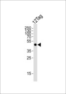 His Tag Antibody - Western blot of lysates from 12tag protein , The His tagged antibody detected the His tagged protein (arrow).