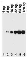 His Tag Antibody - HIS-tagged recombinant protein was expressed in E. coli, and used to test the 6xHIS monoclonal antibody (6AT18).