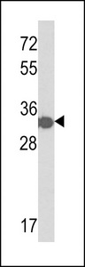His Tag Antibody - Western blot of His Tag Antibody in his-tag TBB1 protein (35 ug/lane). His-tag TBB1 (arrow) was detected using the purified antibody.
