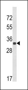 His Tag Antibody - Western blot of His Tag Antibody in his-tag TBB1 protein (35 ug/lane). His-tag TBB1 (arrow) was detected using the purified antibody.