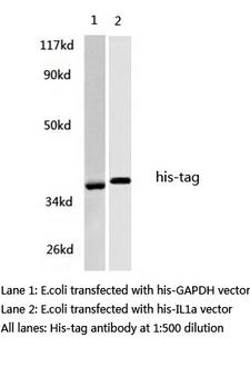 His Tag Antibody - Western blot of His-tag pAb in extracts from HEK293A cells,transfected with His-tag vector.