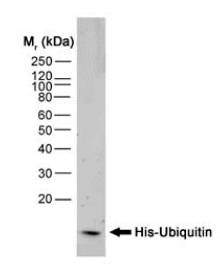 His Tag Antibody - His-ubiquitin protein probed with His-Tag (6-Histidine).