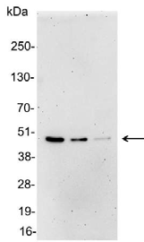 His Tag Antibody - Detection of 6-His tagged protein in 200, 100, and 50ng of E. coli lysate containing tagged fusion protein