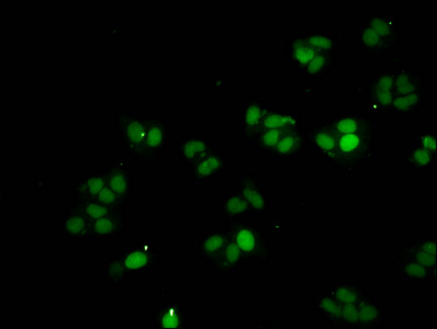 HIST1H1A Antibody - Immunofluorescent analysis of HepG2 cells at a dilution of 1:100 and Alexa Fluor 488-congugated AffiniPure Goat Anti-Rabbit IgG(H+L)