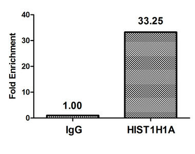 HIST1H1A Antibody - Chromatin Immunoprecipitation Hela(4*106) were treated with Micrococcal Nuclease, sonicated, and immunoprecipitated with 8ug anti-HIST1H3A or a control normal rabbit IgG. The resulting ChIP DNA was quantified using real-time PCR with primers against the Beta-Globin promoter.