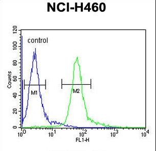 HIST1H1B Antibody - HIST1H1B Antibody flow cytometry of NCI-H460 cells (right histogram) compared to a negative control cell (left histogram). FITC-conjugated goat-anti-rabbit secondary antibodies were used for the analysis.
