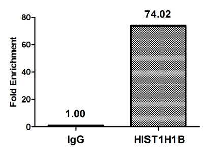 HIST1H1B Antibody - Chromatin Immunoprecipitation Hela (4*10E6, treated with 30mM sodium butyrate for 4h) were treated with Micrococcal Nuclease, sonicated, and immunoprecipitated with 8µg anti-HIST1H1B (Acetyl-HIST1H1B (K16) Antibody) or a control normal rabbit IgG. The resulting ChIP DNA was quantified using real-time PCR with primers against the ß-Globin promoter.