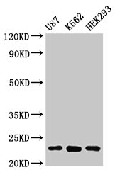 HIST1H1B Antibody - Positive Western Blot detected in U87 whole cell lysate, K562 whole cell lysate, HEK293 whole cell lysate. All lanes: HIST1H1B antibody at 1 µg/ml Secondary Goat polyclonal to rabbit IgG at 1/50000 dilution. Predicted band size: 23 KDa. Observed band size: 32 KDa