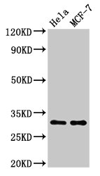 HIST1H1B Antibody - Positive Western Blot detected in Hela whole cell lysate, MCF-7 whole cell lysate. All lanes: HIST1H1B antibody at 1.5 µg/ml Secondary Goat polyclonal to rabbit IgG at 1/50000 dilution. Predicted band size: 23 KDa. Observed band size: 32 KDa
