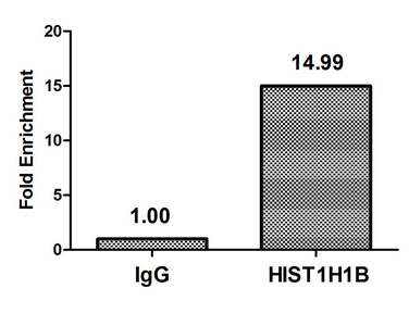 HIST1H1B Antibody - Chromatin Immunoprecipitation Hela (4*10E6, treated with 100nM calyculin A for 60min) were treated with Micrococcal Nuclease, sonicated, and immunoprecipitated with 5µg anti-HIST1H1B (Phospho-HIST1H1B (T154) Antibody) or a control normal rabbit IgG. The resulting ChIP DNA was quantified using real-time PCR with primers against the ß-Globin promoter.