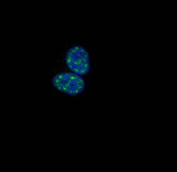 HIST1H1B Antibody - Immunofluorescence staining of HepG2 cells with Phospho-HIST1H1B (T154) Antibody at 1:100, counter-stained with DAPI. The cells were fixed in 4% formaldehyde, permeabilized using 0.2% Triton X-100 and blocked in 10% normal Goat Serum. The cells were then incubated with the antibody overnight at 4°C. The secondary antibody was Alexa Fluor 488-congugated AffiniPure Goat Anti-Rabbit IgG(H+L).