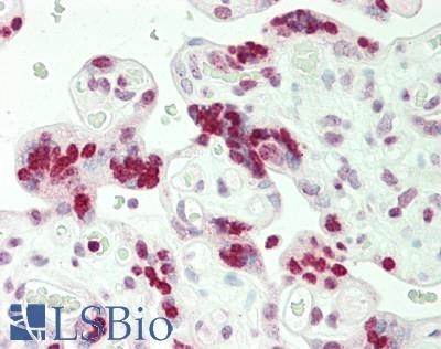 HIST1H1C Antibody - Human Placenta: Formalin-Fixed, Paraffin-Embedded (FFPE).  This image was taken for the unconjugated form of this product. Other forms have not been tested.