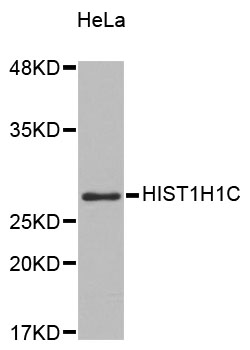 HIST1H1C Antibody - Western blot analysis of extracts of HeLa cells.