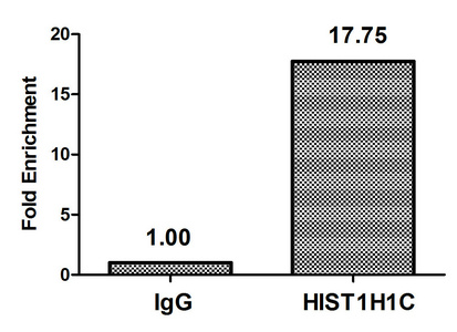 HIST1H1C Antibody - Chromatin Immunoprecipitation Hela (4*10E6, treated with 30mM sodium butyrate for 4h) were treated with Micrococcal Nuclease, sonicated, and immunoprecipitated with 5µg anti-HIST1H1C (Acetyl-HIST1H1C (K62) Antibody) or a control normal rabbit IgG. The resulting ChIP DNA was quantified using real-time PCR with primers against the ß-Globin promoter.